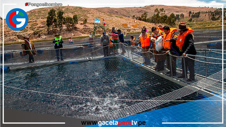 Inauguran módulos demostrativos de jaulas flotantes para crianza de truchas en Puno