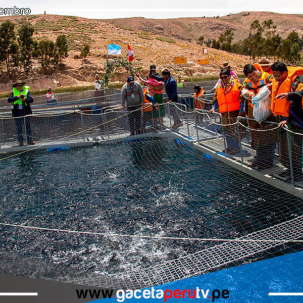 Inauguran módulos demostrativos de jaulas flotantes para crianza de truchas en Puno