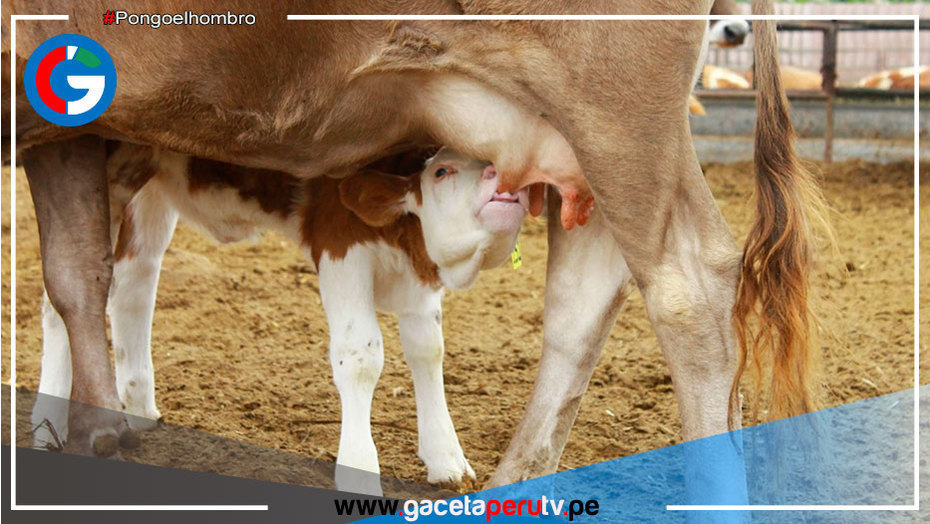 INIA presenta Programa de Mejoramiento Genético de Ganado en Cajamarca