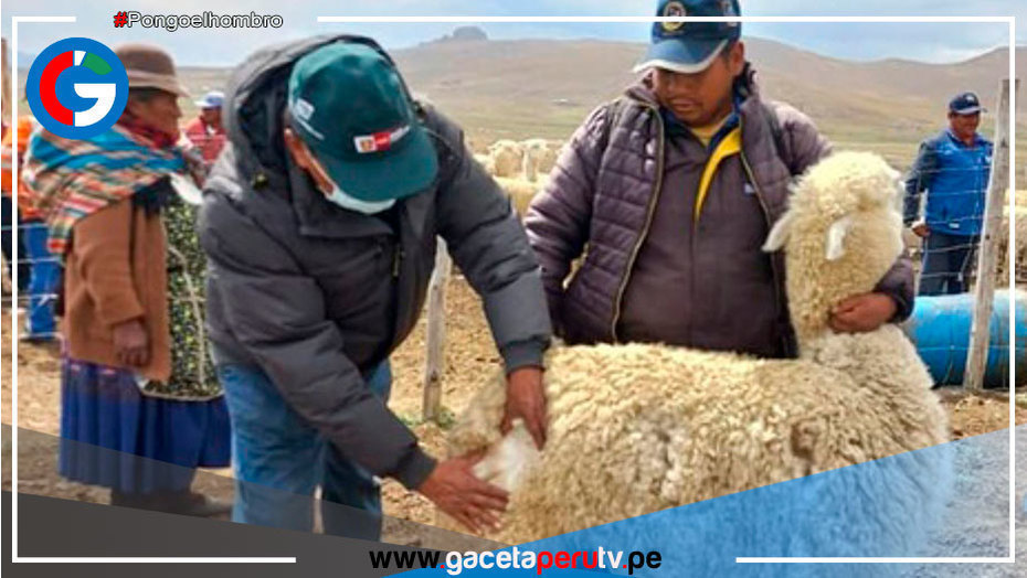 Capacitan a productores de Mañazo para mejorar calidad genética de alpacas en Puno