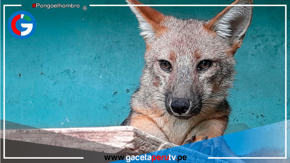 Lima: Serfor desmiente muerte de Run Run