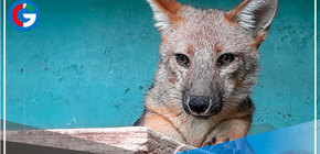 Lima: Serfor desmiente muerte de  Run Run