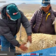 Capacitan a productores de Mañazo para mejorar calidad genética de alpacas en Puno