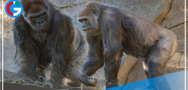 Gorilas de un zoológico de Atlanta dan positivo por covid-19 