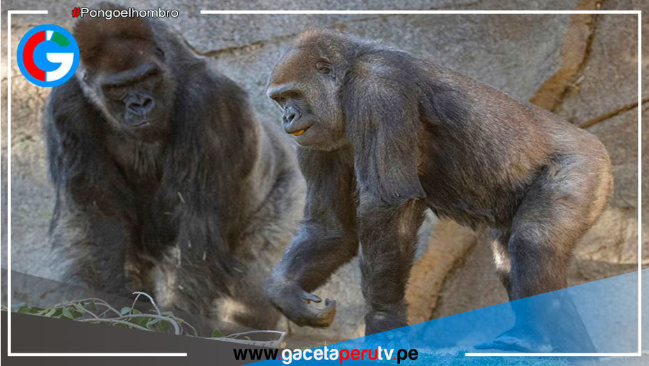 Gorilas de un zoológico de Atlanta dan positivo por covid-19