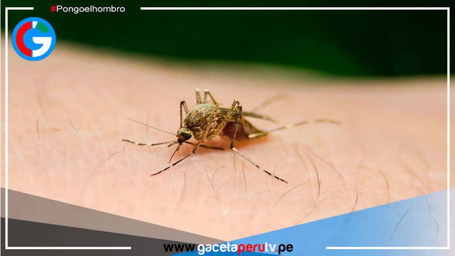Científicos peruanos investigan test de bajo costo para diagnóstico rápido de malaria