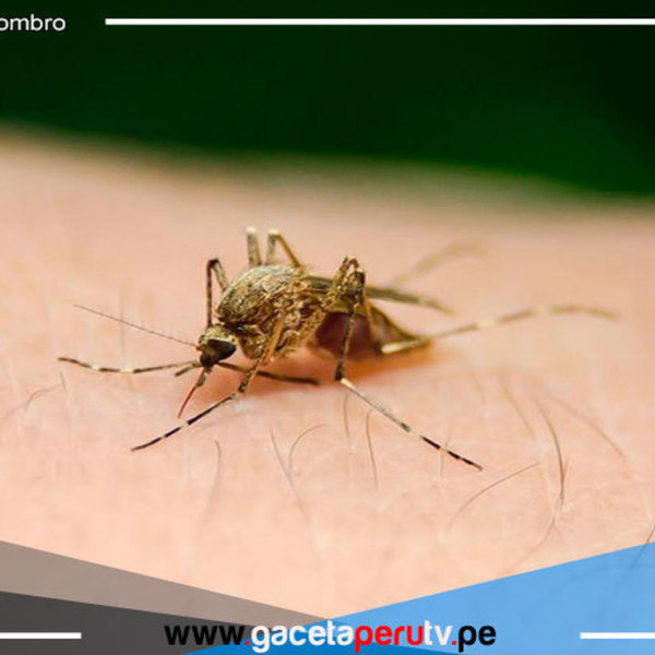 Científicos peruanos investigan test de bajo costo para diagnóstico rápido de malaria 