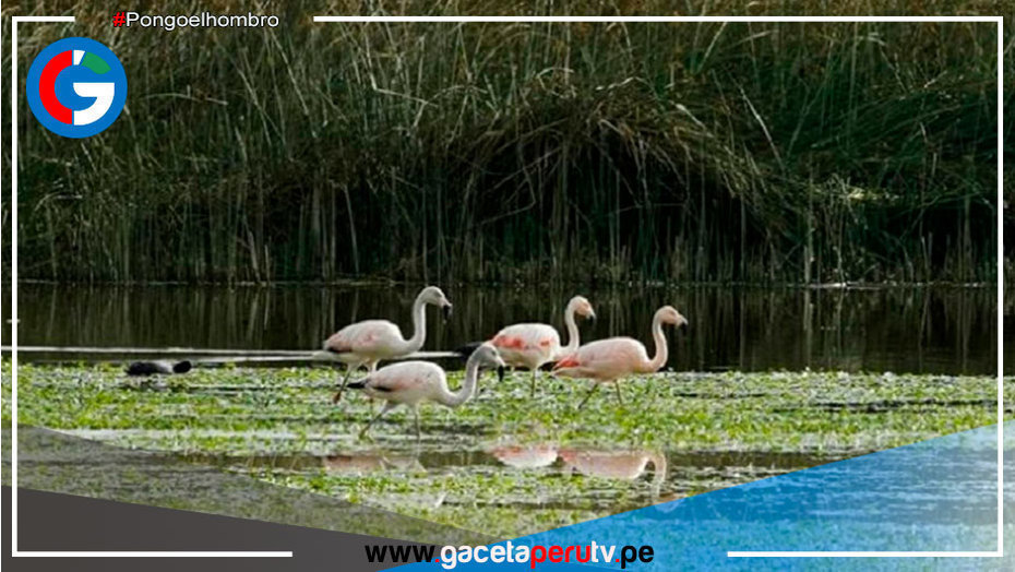Serfor realizará censo invernal de flamencos altoandinos en lagunas de tres regiones