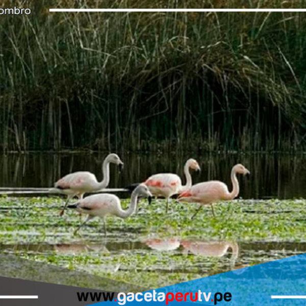 Serfor realizará censo invernal de flamencos altoandinos en lagunas de tres regiones 