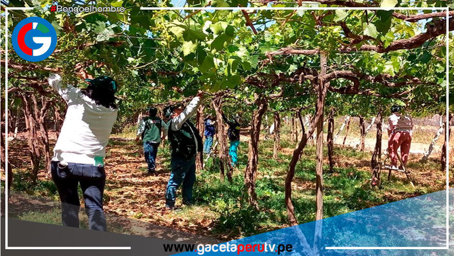 Tecnología agraria ayudará a mejorar calidad exportable de la uva de mesa de Moquegua