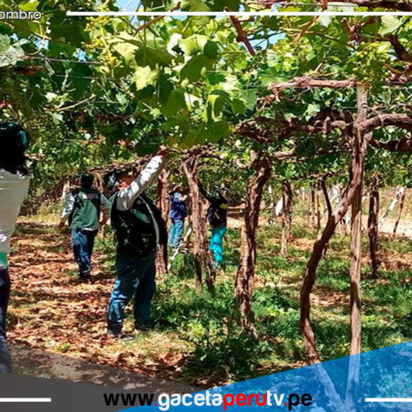 Tecnología agraria ayudará a mejorar calidad exportable de la uva de mesa de Moquegua 
