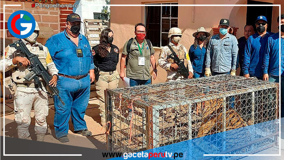 En México, policía allana escondite criminal y se encuentra con un tigre de Bengala