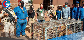 En México, policía allana escondite criminal y se encuentra con un tigre de Bengala