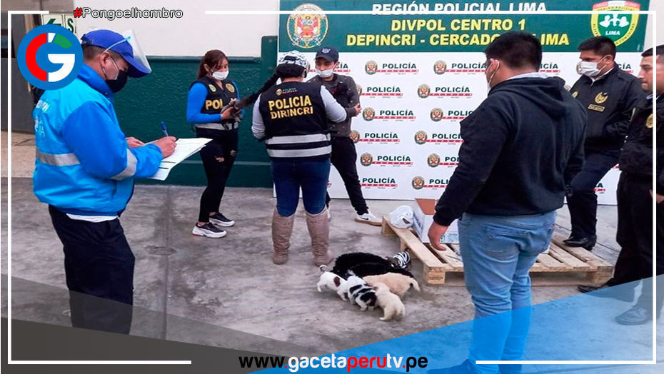 Mesa Redonda: rescatan a 11 perros que iban a ser vendidos ilegalmente