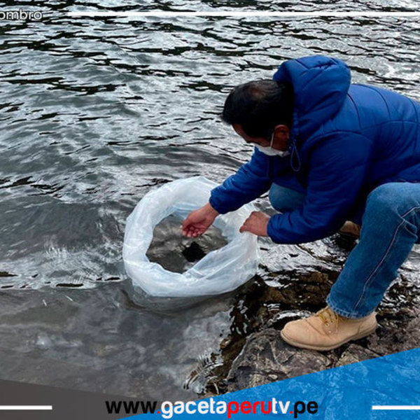 Áncash promueve siembra de 10,000 alevines de trucha en Aija para combatir la anemia 