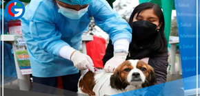 Minsa: más de 200 casos de rabia se registraron entre enero y setiembre del 2021 