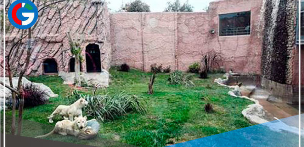  Parque de las Leyendas presenta 1era pareja de leones blancos