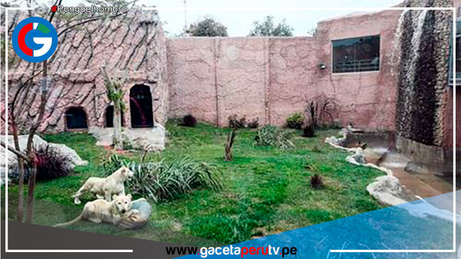 Parque de las Leyendas presenta 1era pareja de leones blancos