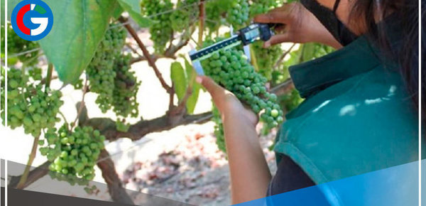 Evalúan capacidad genética de accesiones de vid en su banco de germoplasma de Chincha