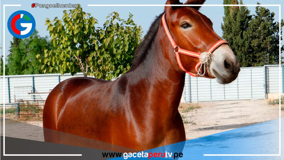 La mula es un animal híbrido y no puede tener hijos ¿Por qué?