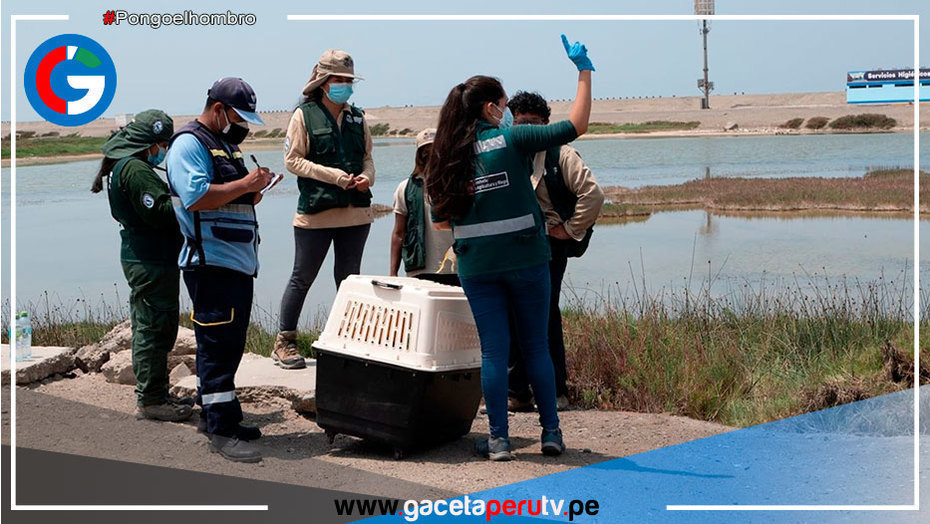 Serfor rescata 51 especímenes de fauna silvestre afectada