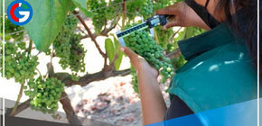 Evalúan capacidad genética de accesiones de vid en su banco de germoplasma de Chincha