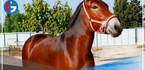 La mula es un animal híbrido y no puede tener hijos ¿Por qué?