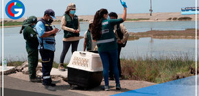 Serfor rescata 51 especímenes de fauna silvestre afectada 