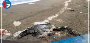 Chancay: aves y crustáceos muertos en playa Chacra y Mar