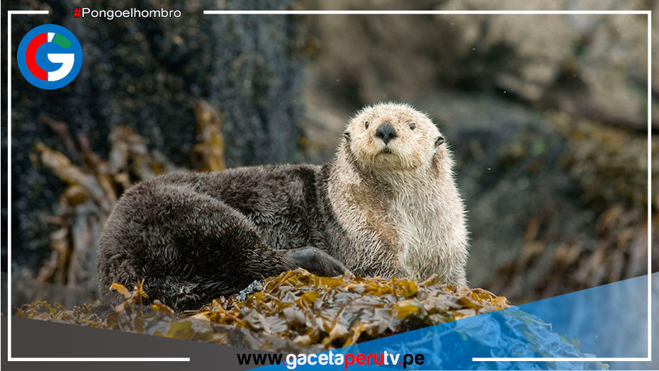 Especies marinas como las Nutrias de Ventanilla y Ancón habrían desaparecido por el derrame de petróleo de Repsol