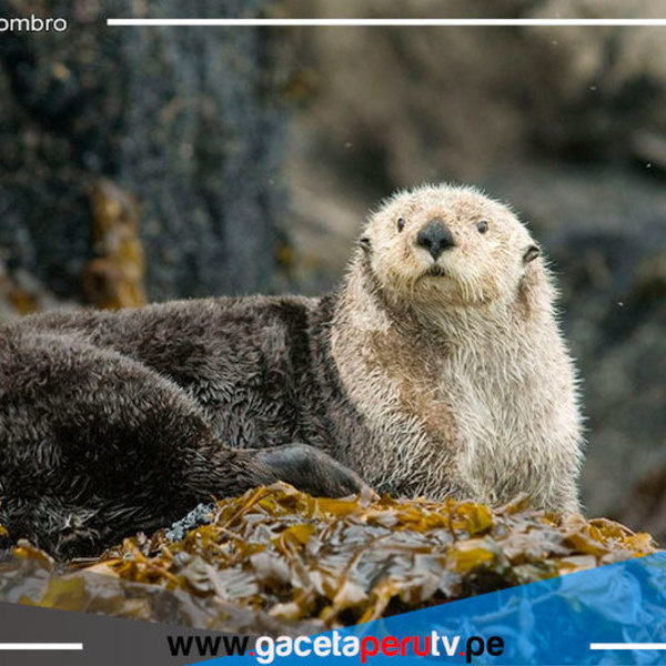 Especies marinas como las Nutrias de Ventanilla y Ancón habrían desaparecido por el derrame de petróleo de Repsol