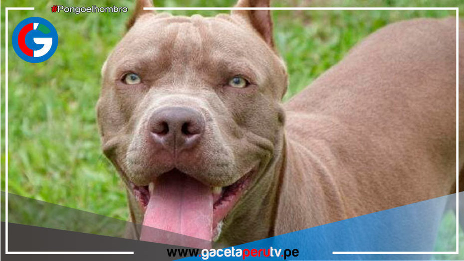 Chorillos: Mujer atacada por pitbull necesita operarse