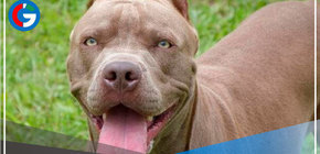 Chorillos: Mujer atacada por pitbull necesita operarse