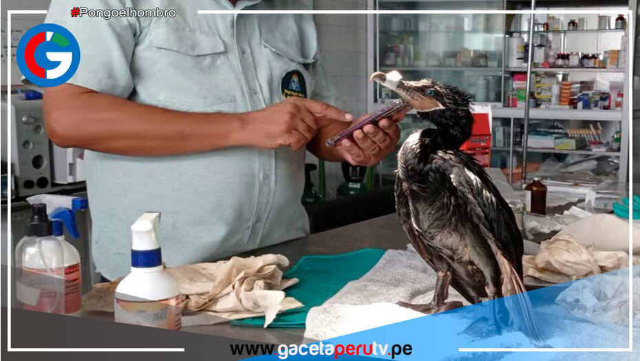 Parque de las Leyendas: Más de 100 aves marinas afectadas por el derrame han sido rescatadas