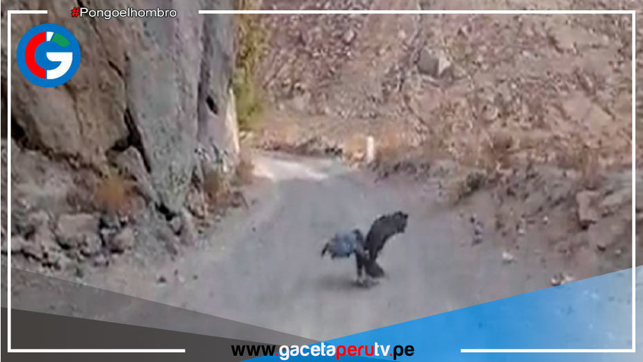 Serfor libera a dos águilas mora en el valle arequipeño de Chilina