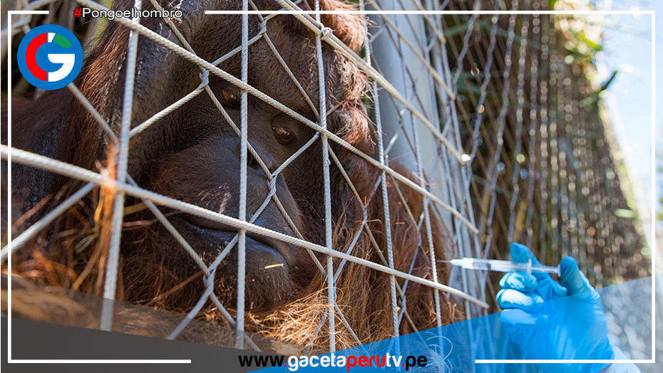 Zoológico comienza a vacunar a animales contra el covid-19 en Chile