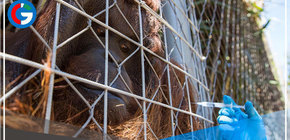 Zoológico comienza a vacunar a animales  contra el covid-19 en Chile