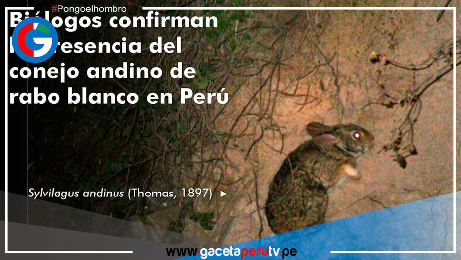 Biólogos confirman presencia del conejo andino de rabo blanco en Perú
