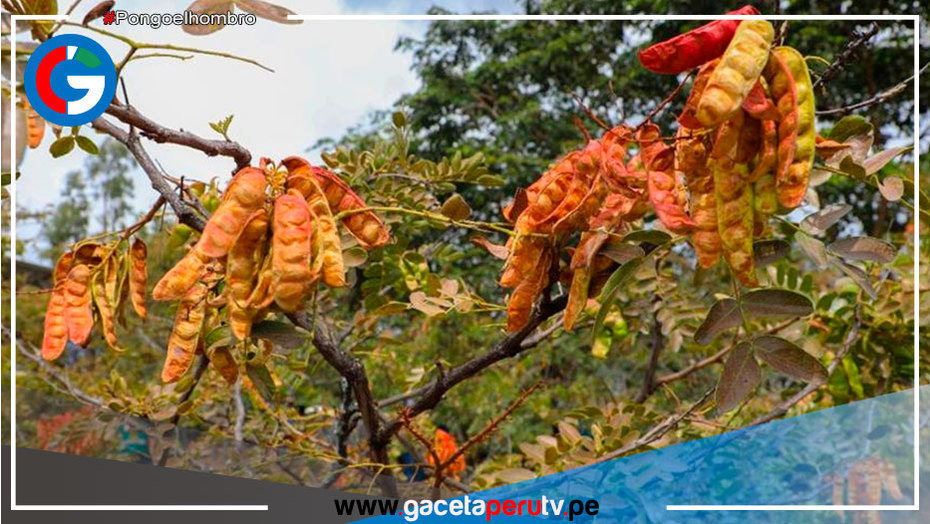 Cajamarca: Impulsarán buenas prácticas en la cadena de valor de la tara