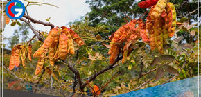 Cajamarca: Impulsarán buenas prácticas en la cadena de valor de la tara