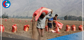 Agro Rural empezó a evaluar propuestas de empresas extranjeras para la compra del fertilizante nitrogenado urea