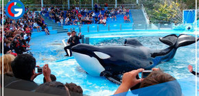 La senadora por el Frente de Todo, presentará un proyecto para prohibir los espectáculos marinos