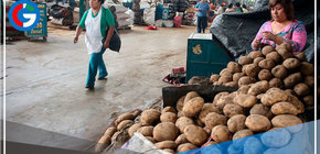 ¿Sabes por qué se ha incrementado tanto el precio de la papa?