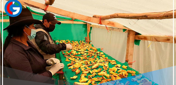 La Libertad fomenta la producción de hongo comestible