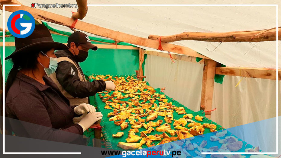 La Libertad fomenta la producción de hongo comestible