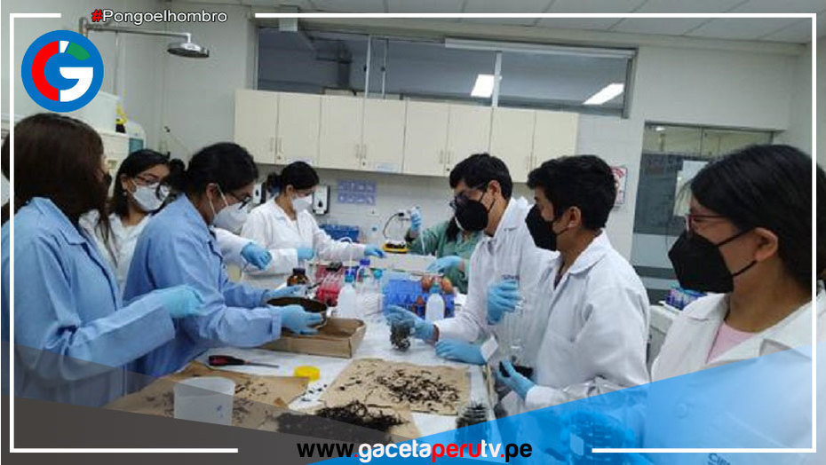 Investigadores estudian posibles propiedades anticancerígenas de macroalgas de la región Ica
