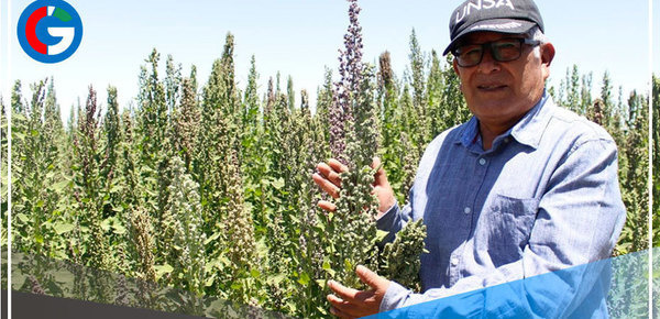 Arequipa: equipo de la UNSA desarrolla 3 nuevas variedades de quinua