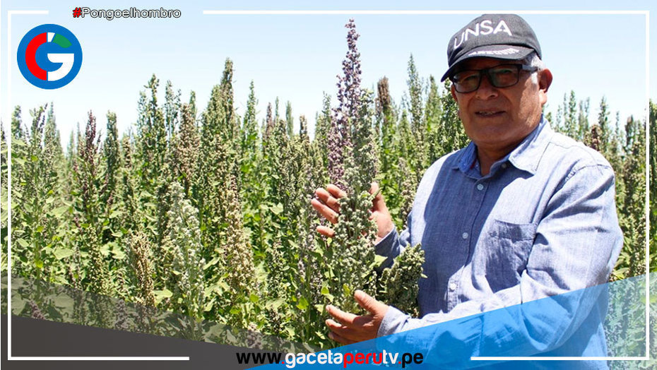 Arequipa: equipo de la UNSA desarrolla 3 nuevas variedades de quinua