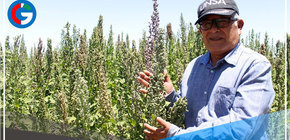 Arequipa: equipo de la UNSA desarrolla 3 nuevas variedades de quinua