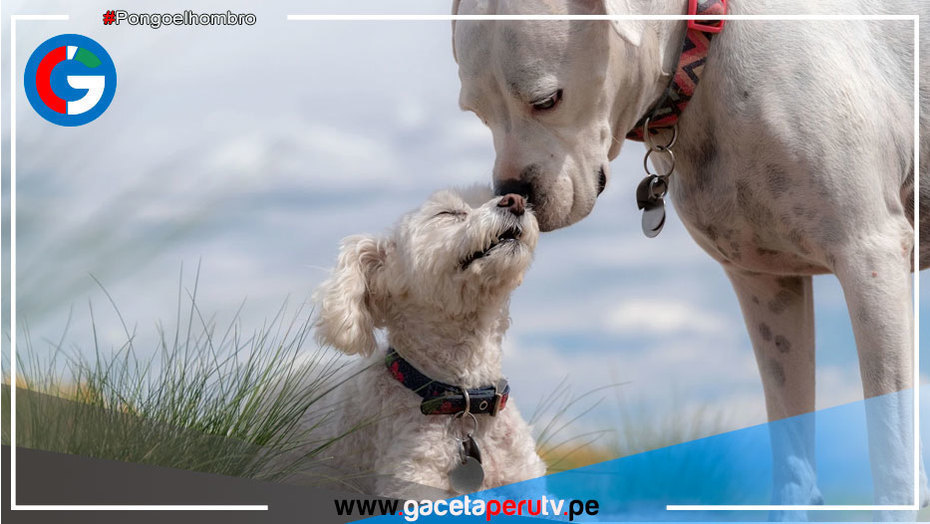 Roma inaugurará un hospital veterinario público y gratuito con urgencias abiertas las 24 horas